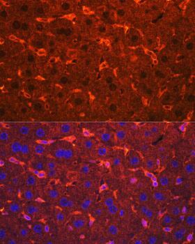 Ceruloplasmin Antibody - Azide and BSA Free