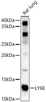 Ly-6E Antibody - BSA Free