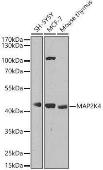 MKK4/MEK4 Antibody - BSA Free