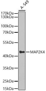 MKK4/MEK4 Antibody - BSA Free