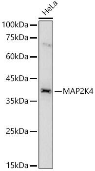 MKK4/MEK4 Antibody - BSA Free