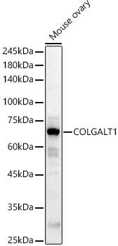 GLT25D1 Antibody - Azide and BSA Free