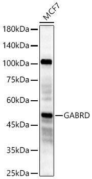 GABA-A R delta Antibody - Azide and BSA Free