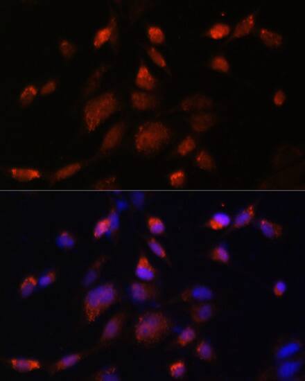 Tmp21/p23 Antibody - Azide and BSA Free