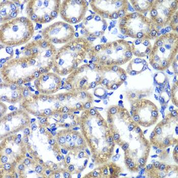 Tmp21/p23 Antibody - Azide and BSA Free