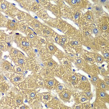 Tmp21/p23 Antibody - Azide and BSA Free