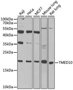 Tmp21/p23 Antibody - Azide and BSA Free