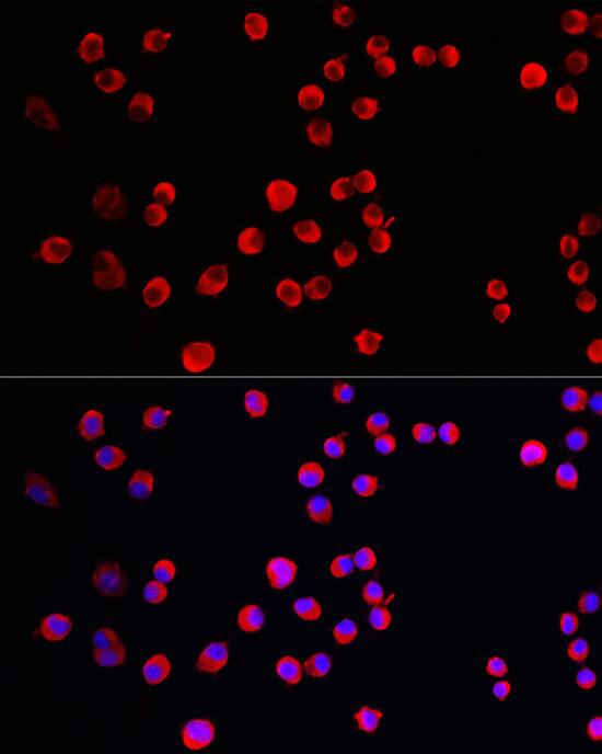 STEP Antibody - Azide and BSA Free