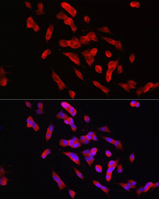 STEP Antibody - Azide and BSA Free