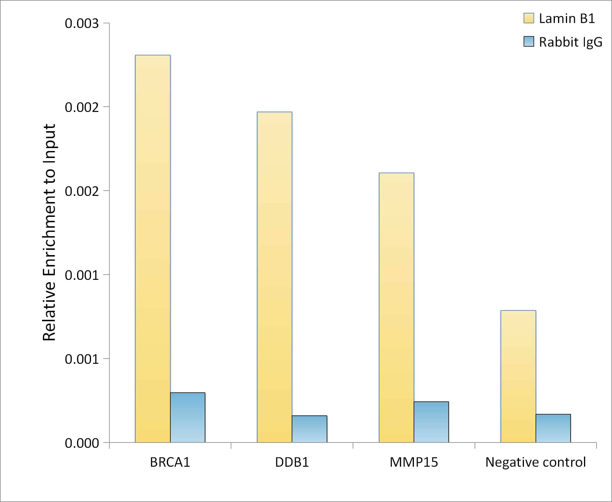 Lamin B1 Antibody - Azide and BSA Free