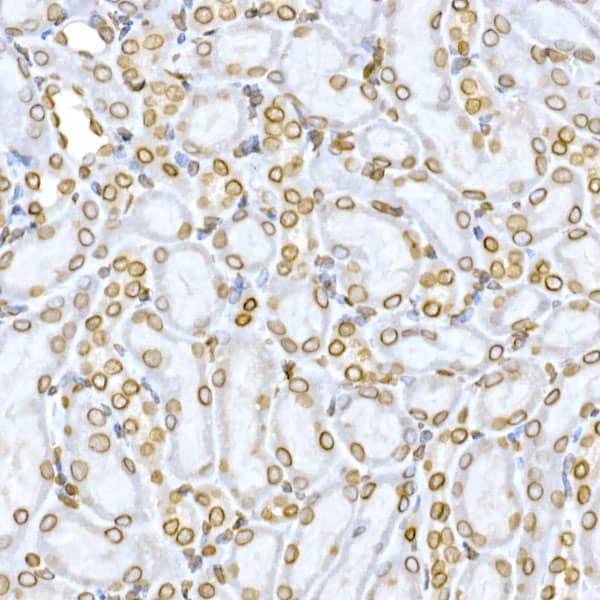 Lamin B1 Antibody - Azide and BSA Free