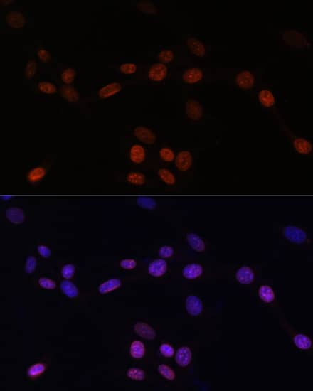 Lamin B1 Antibody - Azide and BSA Free