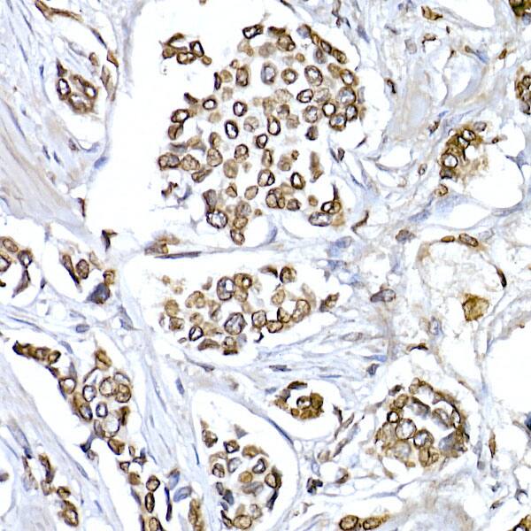 Lamin B1 Antibody - Azide and BSA Free