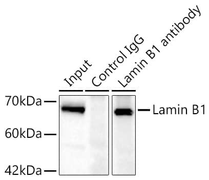 Lamin B1 Antibody - Azide and BSA Free