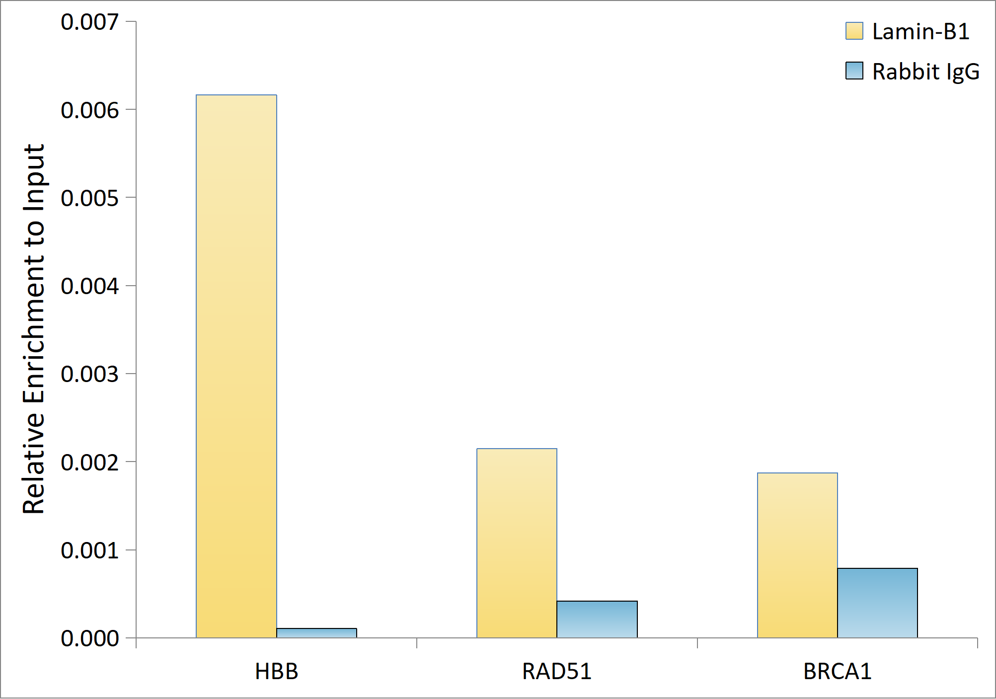 Lamin B1 Antibody - Azide and BSA Free