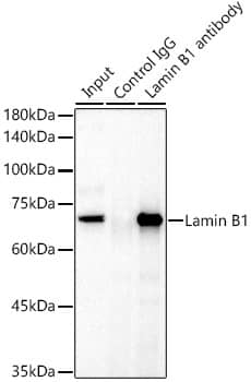 Lamin B1 Antibody - Azide and BSA Free