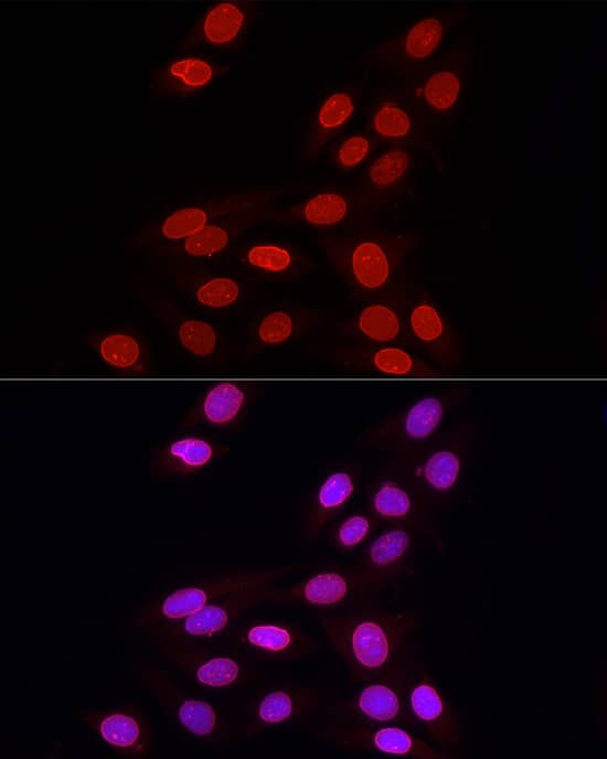 Lamin B1 Antibody - Azide and BSA Free