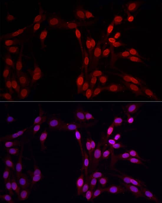 Lamin B1 Antibody - Azide and BSA Free