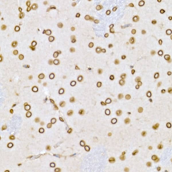 Lamin B1 Antibody - Azide and BSA Free