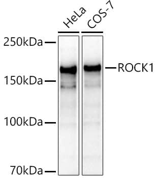 ROCK1 Antibody - BSA Free