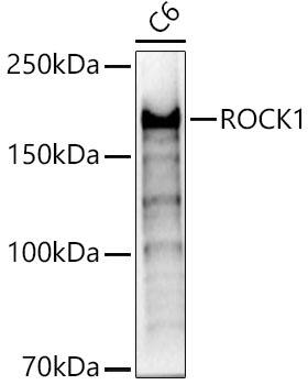 ROCK1 Antibody - BSA Free
