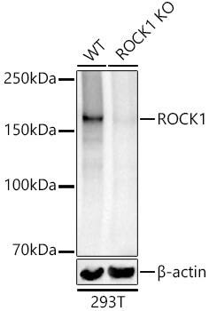 ROCK1 Antibody - BSA Free