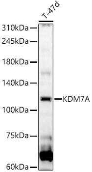 JHDM1D Antibody - BSA Free