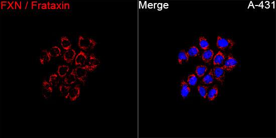 Frataxin Antibody - Azide and BSA Free