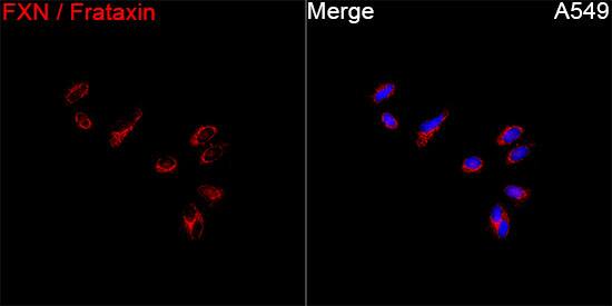 Frataxin Antibody - Azide and BSA Free
