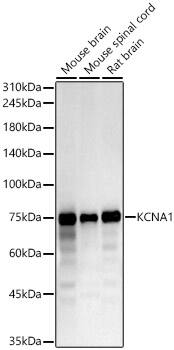 Kv1.1 Antibody - Azide and BSA Free