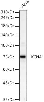 Kv1.1 Antibody - Azide and BSA Free