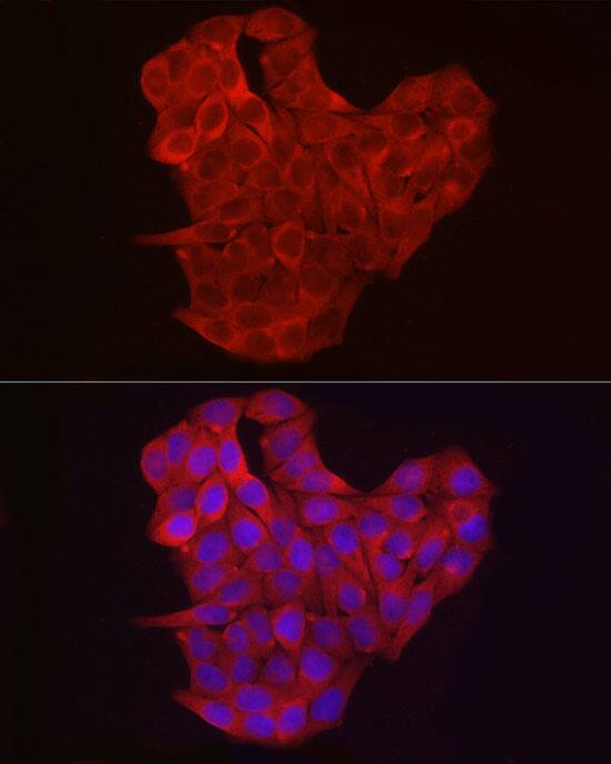 Exostosin 1 Antibody - Azide and BSA Free