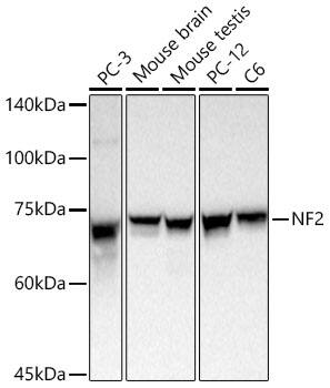 NF2/Merlin Antibody - BSA Free