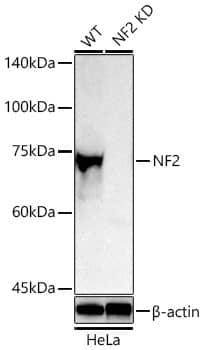 NF2/Merlin Antibody - BSA Free