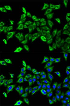 HADHA Antibody - BSA Free