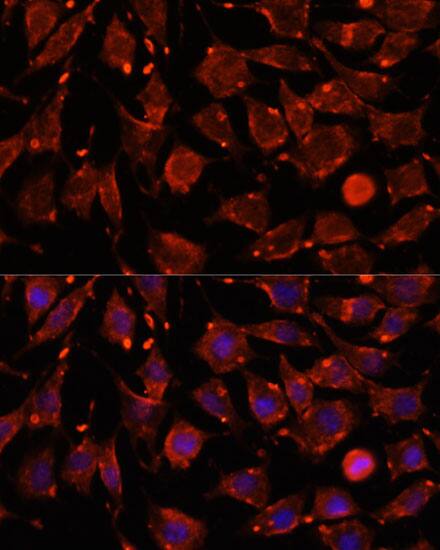 Intersectin 2 Antibody - Azide and BSA Free