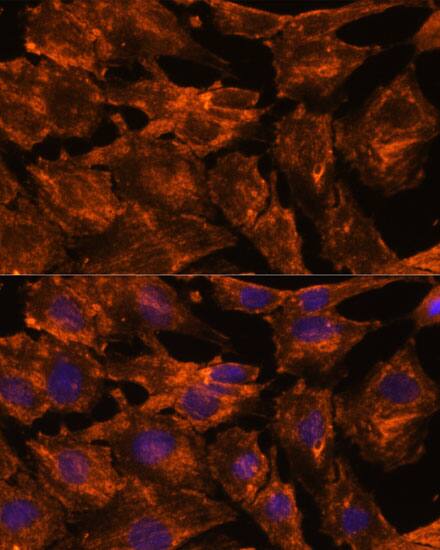 Intersectin 2 Antibody - Azide and BSA Free