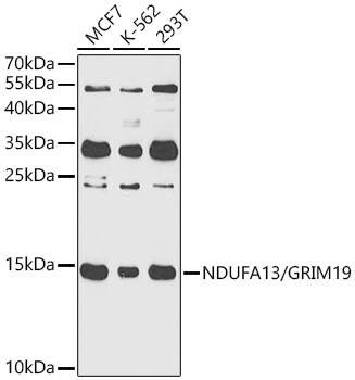 GRIM19 Antibody - Azide and BSA Free