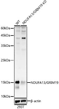 GRIM19 Antibody - Azide and BSA Free