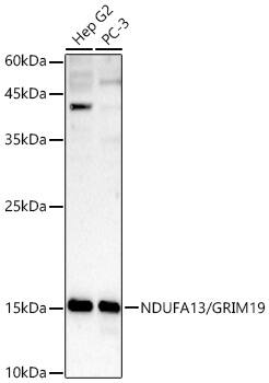 GRIM19 Antibody - Azide and BSA Free