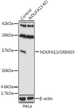 GRIM19 Antibody - Azide and BSA Free