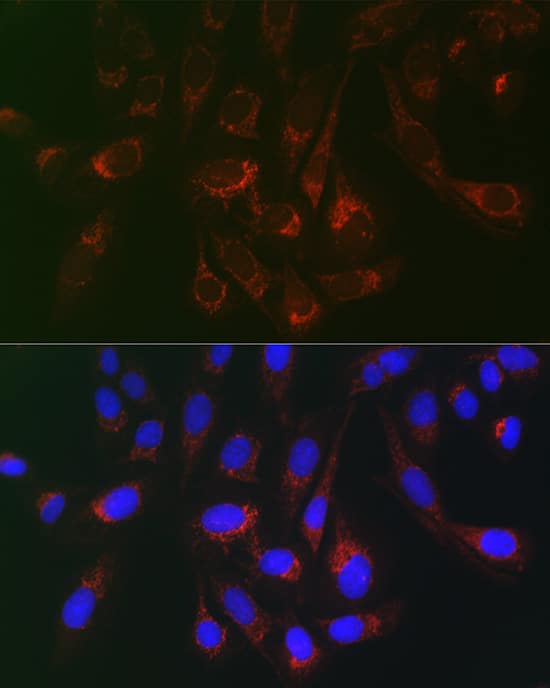 gp130/CD130 Antibody - Azide and BSA Free