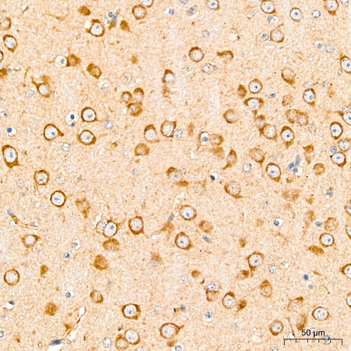 GFER/ALR Antibody - BSA Free