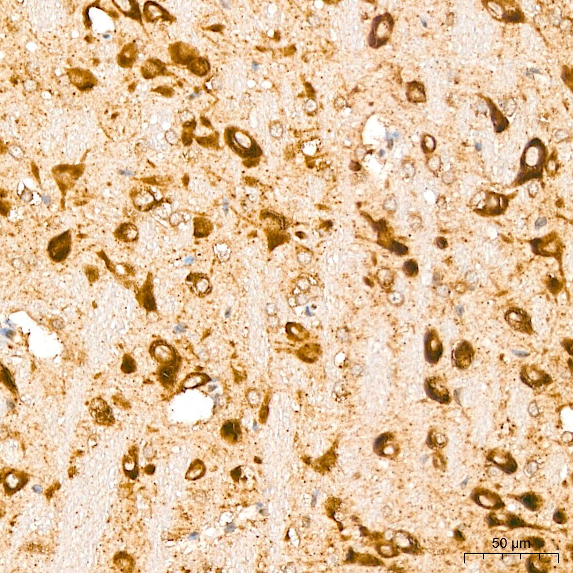 GFER/ALR Antibody - BSA Free