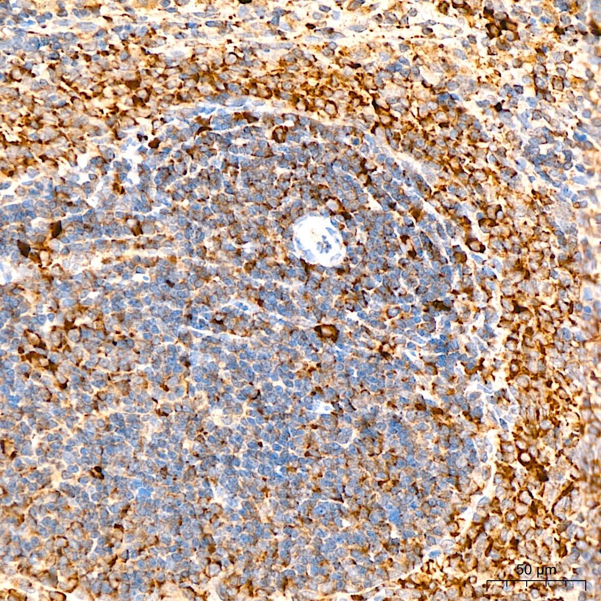 GFER/ALR Antibody - BSA Free