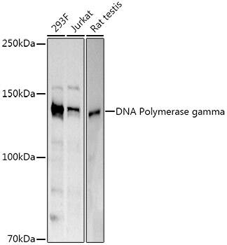 DNA Polymerase gamma Antibody - Azide and BSA Free