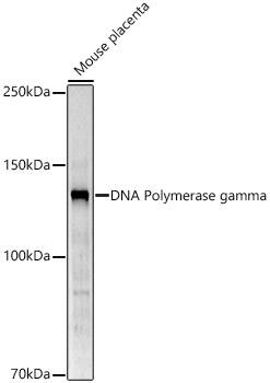DNA Polymerase gamma Antibody - Azide and BSA Free