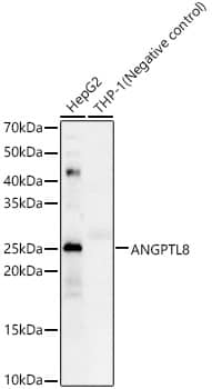 Angiopoietin-like protein 8/Betatrophin Antibody - Azide and BSA Free