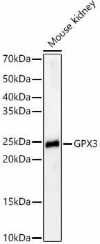 Glutathione Peroxidase 3/GPX3 Antibody - Azide and BSA Free