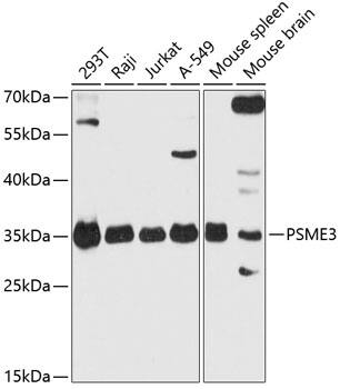 PA28 Activator gamma Subunit/PSME3 Antibody - Azide and BSA Free